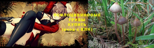 прущие грибы Саяногорск